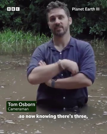 When filming thousands of mating gliding tree frogs in the jungles of Costa Rica, the Planet Earth III crew found they weren't the only visitors to the pond 🐊 #PlanetEarth3 #iPlayer | BBC One