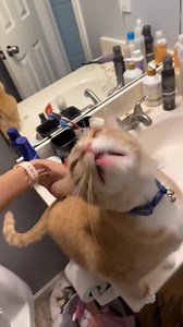 142K views · 3.9K reactions | Funny angry talkative cats #fypシ #catsoftiktok #funnyanimals #animals #cuteanimals | Pets & Cats | Facebook