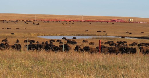 Bison Roundup at Tallgrass Prairie Preserve