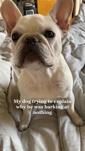He’s always barking at something😂 #dog #frenchie #frenchbulldog #frenchbulldogsoftiktok #puppy #petsoftiktok #cutedog #doglover #dogs #DidYouYawn #frenchiesoftiktok #dogsoftiktok | Obi The Frenchie