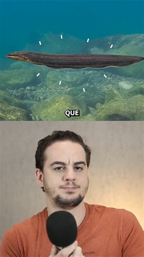 How do eels reproduce? (Nobody knows)