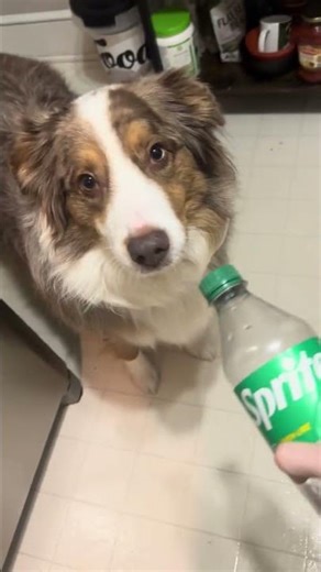 Trying to boop my Aussie‘s nose with a Sprite lid￼ #dog #australianshepherd #aussies #boop #cute