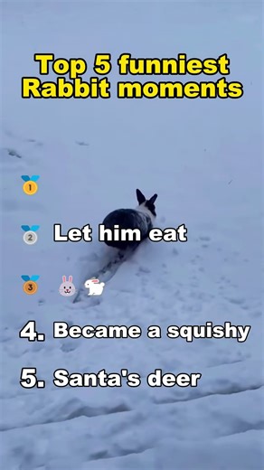 Top 5 funniest Rabbit moments
