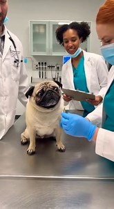 The Dramatic Pug Who Fainted Before the Injection | Grace Farm Senior Pug Sanctuary