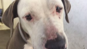 5.4K views · 430 reactions | Her eyes say it all.. she has beautiful...