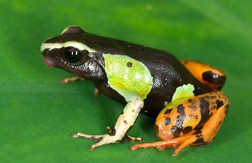 Mantella Frog Care Sheet | Reptiles' Cove
