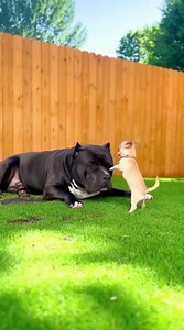 He Barked Too Much… So the Big Dog Taught Him a Muddy Lesson 😂🐶💦” This tiny Chihuahua just couldn’t stop barking… until the Bully said “Enough! 😭💀 Now someone needs a bath! 🛁😂 🎥 100% fun, no harm — just pure dog comedy! 🐾💖 #dog #doglover #chihuahua #fbviral #AI #funny #comedy | BarkBot Studios
