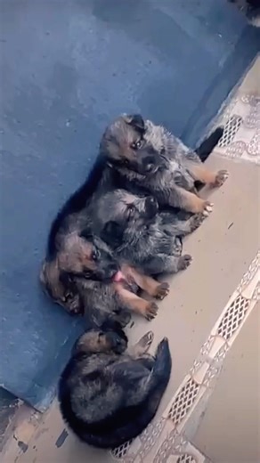 Training a German Shepherd is one of the easiest process🥹 #puppy #dogshortstrending