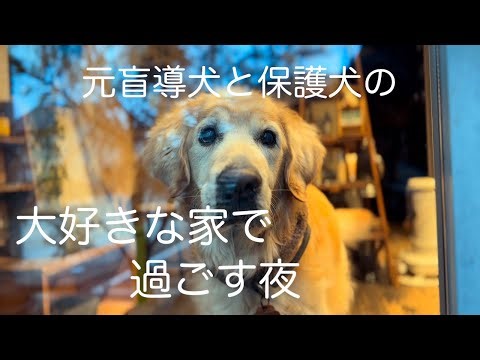 みんなで過ごす穏やかな時間#元盲導犬#保護犬#ゴールデンレトリバー