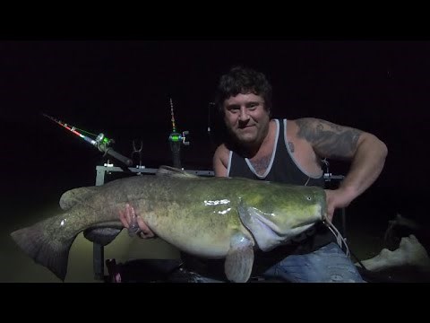 How to Catch HUGE FLATHEAD CATFISH With Live Bait - On The River During Spawn