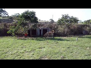 Braden the LAB pooping