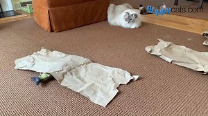 3.3K views · 153 reactions | More than likely if you are a cat owner...