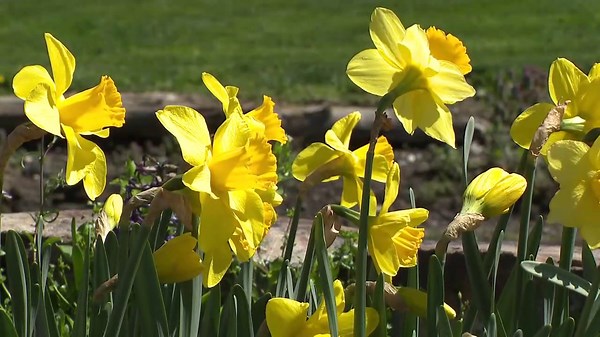 A closer look at when growing season officially begins in Northeastern and Central Pennsylvania