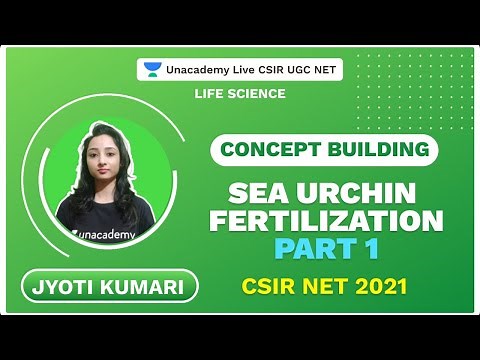 Sea Urchin Fertilization-Part 1 | CSIR 2021 | Life Science | Jyoti | Unacademy