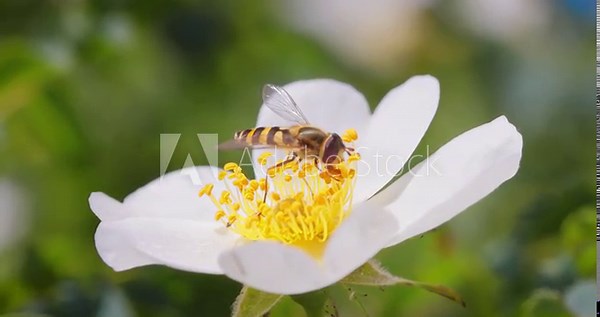 Hoverflies, flower flies or syrphid flies, insect family Syrphidae.They disguise themselves as dangerous insects wasps and bees.The adults of many species feed mainly on nectar and pollen flowers.