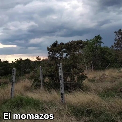 Videos divertidos de perros y gatos que amarás