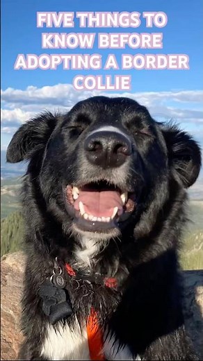 Five Things You Need To Know Before Adopting a Border Collie #adopt #rescue #dog #bordercollie
