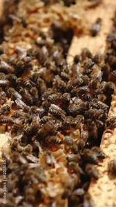 Bee family working on the top of frames in the beehive. Bee brood backdrop. Close up. Vertical video