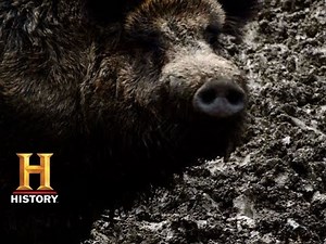 Mountain Men: Hunting a Wild Hog | History