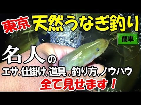 天然うなぎ釣りを東京の川でしたら良型が連発！名人直伝の鰻釣りの全てがこの動画にあり