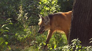 Maned Wolves Up Close: Footage of the Largest Canine in South America