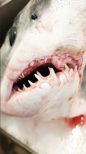 How to cut a shark #fish #haritube #fishing #تيكتوك