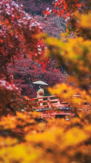 Kyoko Ueda / Japan Travel on Instagram: "Whenever we go to Kyoto to see the autumn leaves, it somehow always rains on the last day. But we still enjoy the beauty of it. 京都へ紅葉見に行くと、なぜかいつも最終日雨が降る😅でも、その美しさも楽しんでます。 🍁Mid to late November 📍Daigoji Temple / #醍醐寺 📍Tofukuji Temple in Kyoto / #東福寺 🗺️ Kyoko's Map of Japan: If you are interested in the map of all the locations I have visited, check the links in my bio. #autumninkyoto #kyototrip #京都紅葉旅 #京都旅行"