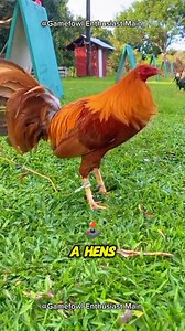 Choosing Breeding Pairs #gamefowleducation #poultrycaretips #responsiblebreeding | Gamefowl Enthusiast