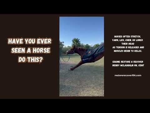Have you ever seen a horse do this?