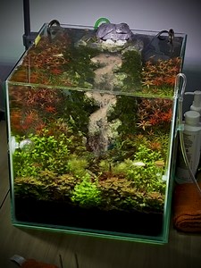 My office desktop aquarium.