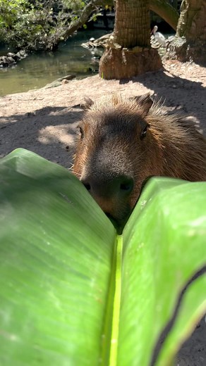 4.6K views · 94 reactions | This could be YOU! Add a Capybara Experience to your next adventure by visiting our website https://www.palmbeachzoo.org/capybaraexperience. #capybaras #capybara #westpalmbeach #animalexperience #lovefl #lovethepalmbeaches #palmbeachzoo | Palm Beach Zoo | Facebook