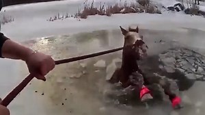 11K views · 188 reactions | Intense bodycam footage shows the moment New York police officers rescue a horse that fell through ice. | Detroit Free Press | Facebook