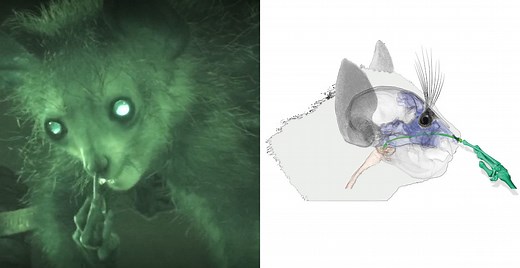 Aye-aye recorded picking nose and eating snot for the first time | Natural History Museum