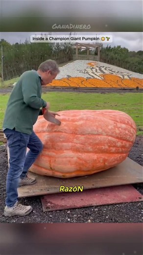 The Winner of the World's Largest Pumpkin