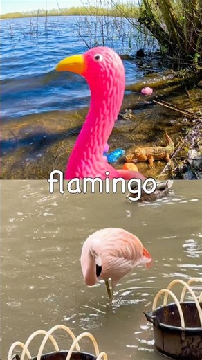 Animal Names | Kids Learn at the Lake: Flamingo Moose Okapi Rabbit Sheep