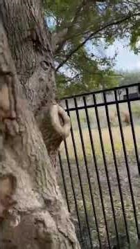 Jake, the snake Roberts left his python at the auditorium in West Palm Beach in 1984