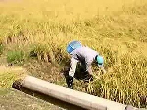 Japanese Rice Cycle: The Harvest