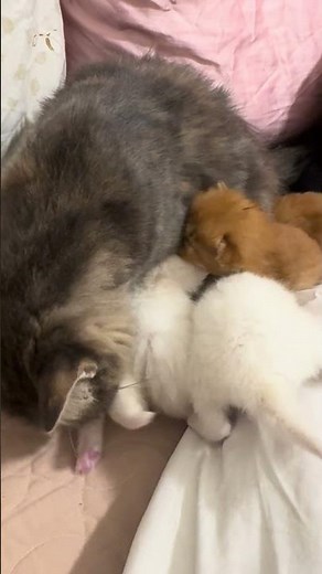 kitten sounds to attract cats