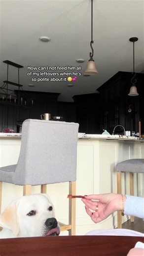 Gus (@gusthegoofylab)’s videos with original sound - Gus