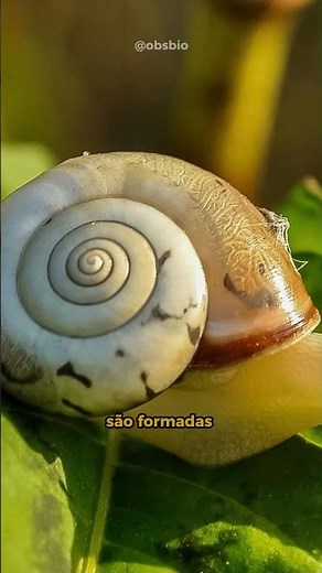 HOW ARE SNAIL SHELLS FORMED? #shorts