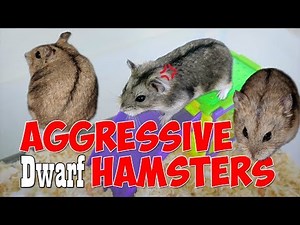 Dwarf Hamster Aggression | Munchie's Place