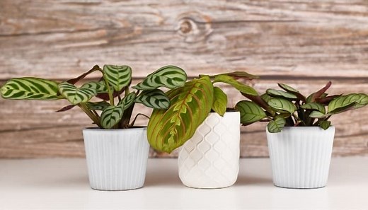 Prayer Plant Propagation | Complete How-To Guide & FAQ