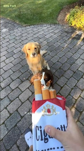 "Dogs Addicted to Cigarettes! 🐶🚬"