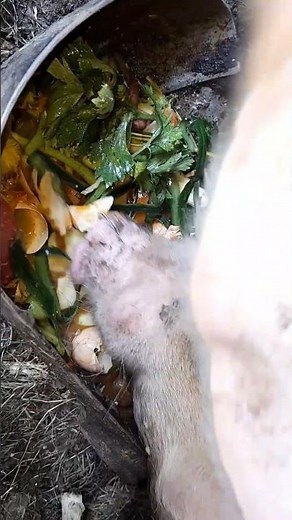 Porky’s Gourmet Feast: Leftover Love! pig is eating slop