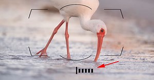 7 Tips and Tricks for Nikon Cameras