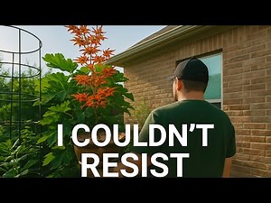 Growing A Japanese Maple In Texas - (A Piece Of Japan In My Garden)