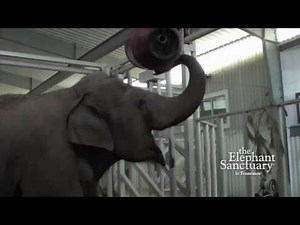 The Elephant Sanctuary | Elephant Enrichment Toy Story