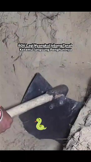Ular kobra ditempat kalian namanya apa gays? Ditempat kalian banyak tanah² berlobang gak gays hati hati siapa tau itu sarang ular🐍 #hewan #ular #kobra #jangkauanluas #penghasilantiktok