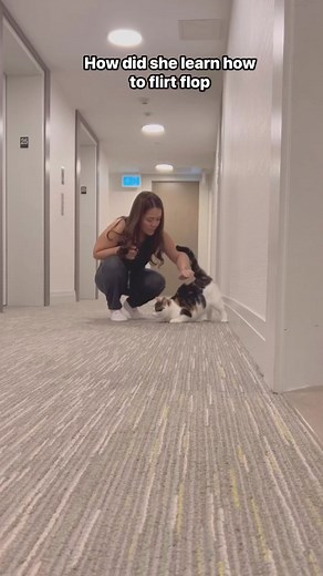 Oppps 🤣❤️ | eliethehallwaycat