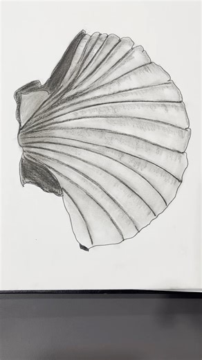 Sea Shell charcoal drawing